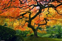 japanese_tree_in_autumn