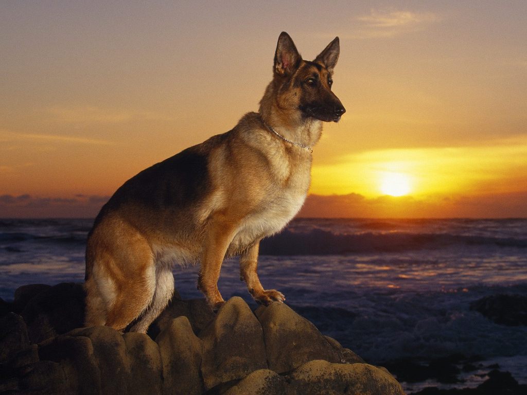 german-shepherd-sunset-pose.jpg