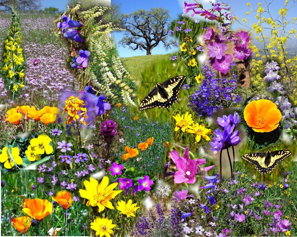 spring flowers collage