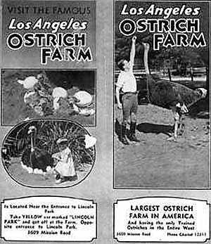 los-angeles-ostrich-farm