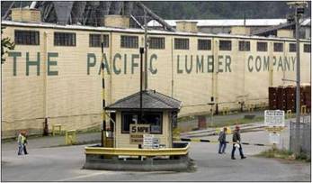 pacific-lumber-company-mill-scotia3
