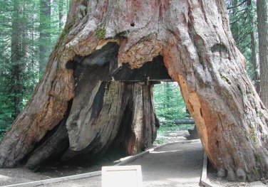 pioneer-cabin-tree-calaveras-big-trees-state-park