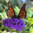 monarch-butterlies-on-flower