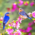 spring-pink-blossom-bluebirds