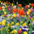 tulip-field-multi-color